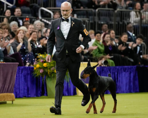 Penny the Doberman pinscher wins the 150th Westminster dog show