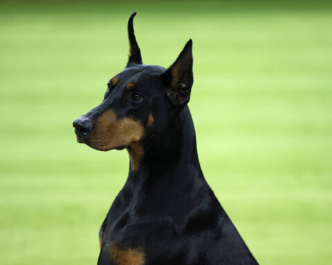 Penny the Doberman Pinscher outshines the field to claim Best in Show at 150th Westminster Kennel Club Dog Show