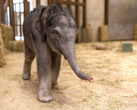 See the first baby elephant born at Smithsonian’s National Zoo in nearly 25 years