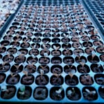 Backyard vegetable gardens are healthy for people and the planet. Here's how to start yours