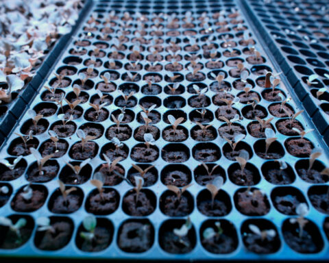 Backyard vegetable gardens are healthy for people and the planet. Here's how to start yours