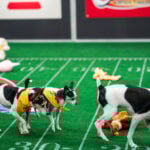 Not just pups this time: 'Puppy Bowl' embraces older dogs