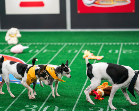 Not just pups this time: 'Puppy Bowl' embraces older dogs