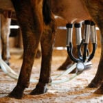 A newborn's death likely linked to the mom drinking raw milk while pregnant