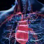 Overactive immune cells can worsen heart failure – targeting them could offer new treatments