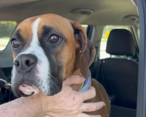 Woman steps up to foster family dog after kids' parents are detained by ICE