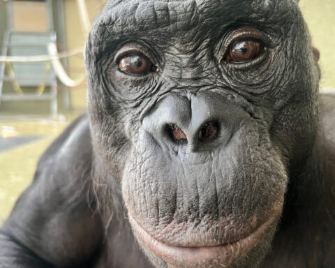 Can apes play pretend? Scientists use an imaginary tea party to find out