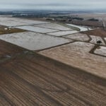 Giant snails and tiny insects threaten the South's rice and crawfish farms