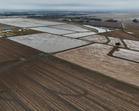 Giant snails and tiny insects threaten the South's rice and crawfish farms