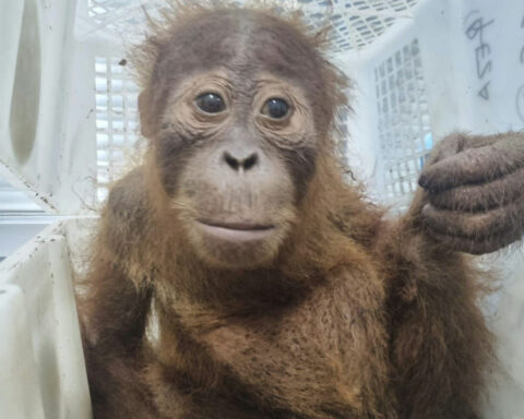 New technologies are stepping up the global fight against wildlife trafficking