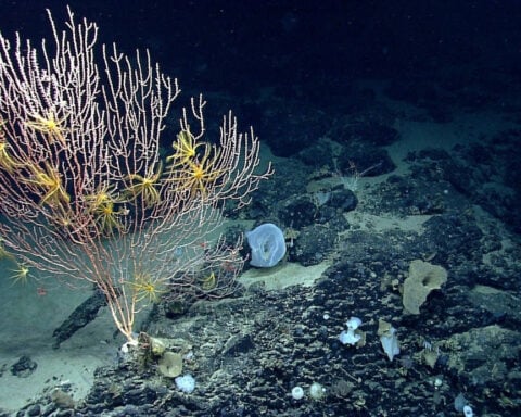 Trump ends Obama-era restrictions on commercial fishing in protected area off New England