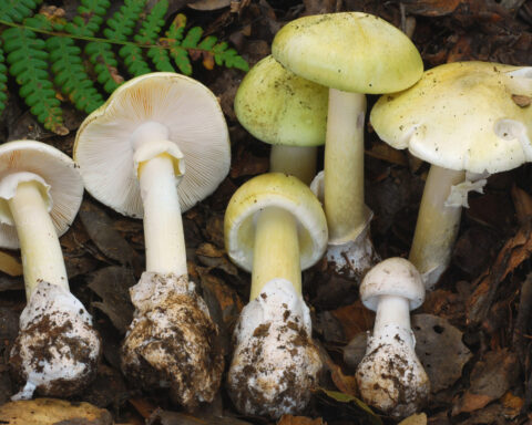 4 people have died from eating death cap mushrooms as they spread in California after rains