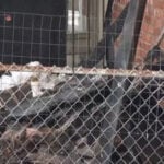 Man surrenders to police after setting fire inside home