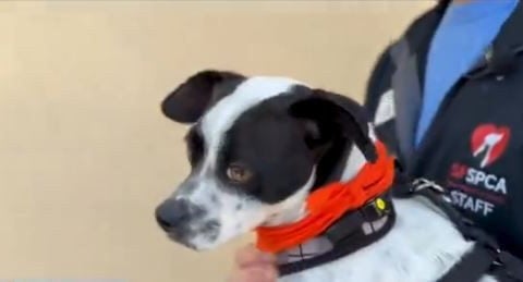 From the streets to the Puppy Bowl, a Bay Area dog finds a new home