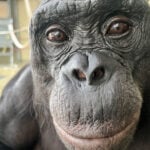 Bonobos are capable of pretend play, just like human children