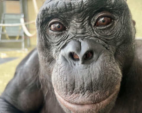 Bonobos are capable of pretend play, just like human children