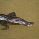 No animal alive today is ‘primitive’ – why are so many still labeled that way?