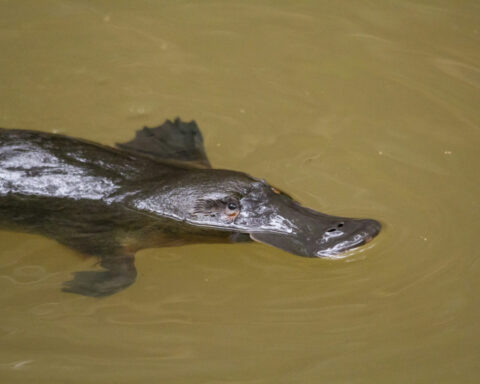 No animal alive today is ‘primitive’ – why are so many still labeled that way?