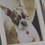 Man pays $50K to clone his Boston Terrier
