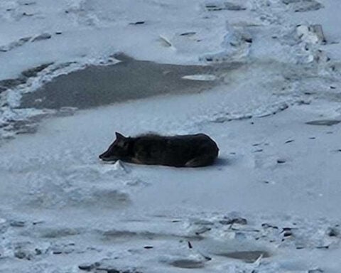 Having an ice dream: Coyote spotted napping on the frozen Ohio River near Bellevue