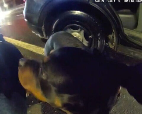 How police and good Samaritans helped rescue 2 Rottweilers on Ohio interstate at Dead Man’s Curve