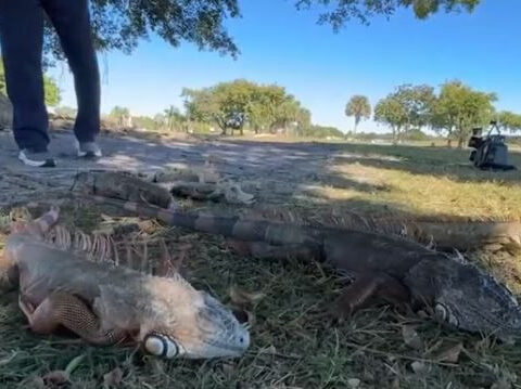 Professional iguana trapper says cold snap caused major reduction in iguanas