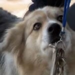 Meet Lassie—the dog who helped LMPD find a missing 3-year-old