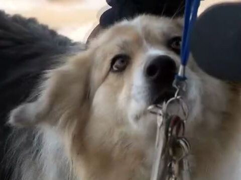 Meet Lassie—the dog who helped LMPD find a missing 3-year-old