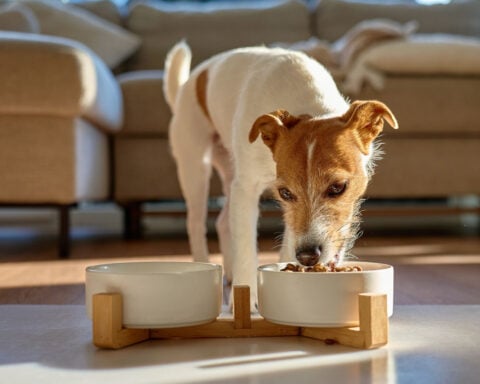 Commercial dog food contains ‘alarming’ levels of lead, mercury and other contaminants