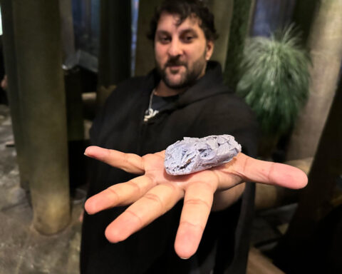 A football-size creature may have been among the earliest plant-eating land animals