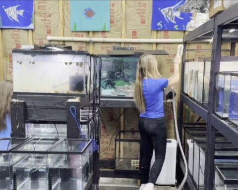 Fierce freeze killed hundreds of tropical fish