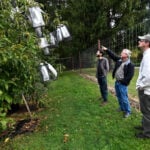 Scientists say genetic analysis could greatly speed restoration of iconic American chestnut