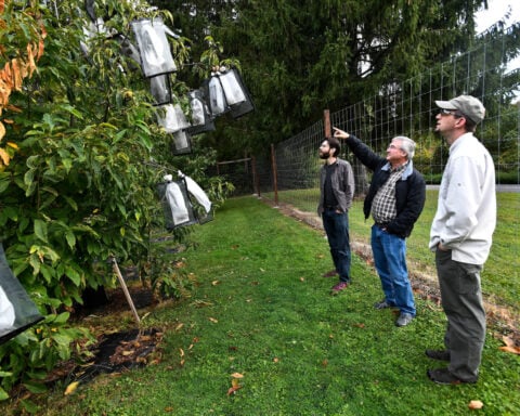 Scientists say genetic analysis could greatly speed restoration of iconic American chestnut