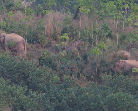 Thailand uses a birth control vaccine to curb its elephant population near expanding farms