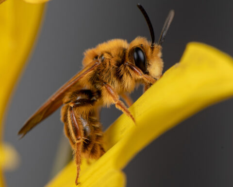 A California photographer is on a quest to photograph hundreds of native bees