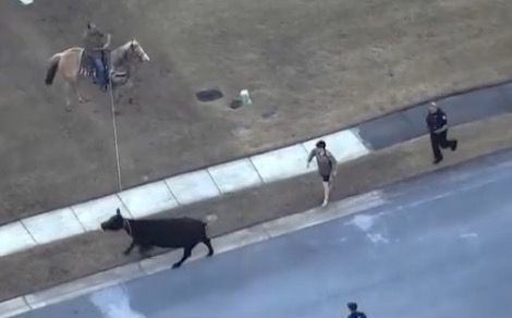 Holy cow! Man on horseback wrangles loose cow in Florida neighborhood