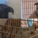 Puppies recovered from suspected dogfighting ring brought to SPCA Cincinnati