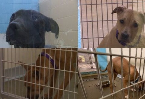Puppies recovered from suspected dogfighting ring brought to SPCA Cincinnati