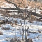 Valentine's Day fundraiser lets you destroy buckthorn named after your ex