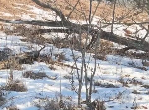 Valentine's Day fundraiser lets you destroy buckthorn named after your ex