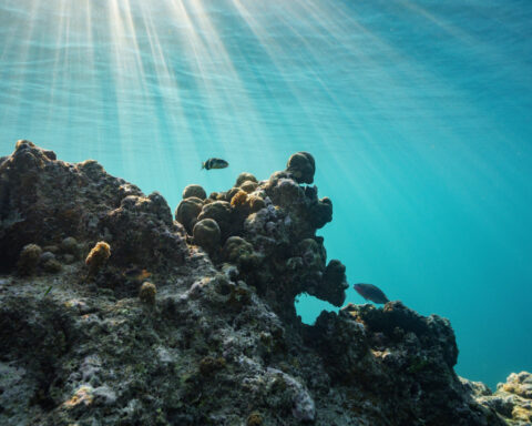 Trump administration urges nations to call for the withdrawal of a UN climate proposal