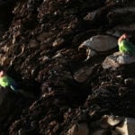 What we can learn from lovebirds, the rare birds that mate for life