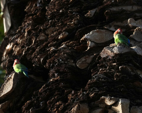 What we can learn from lovebirds, the rare birds that mate for life