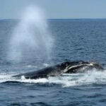 US ocean regulator faces criticism over changes to right whale protection rule