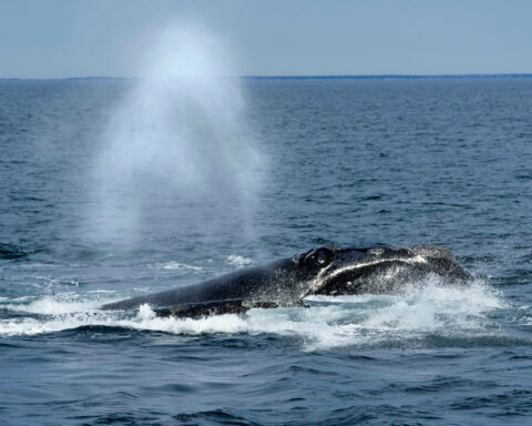 US ocean regulator faces criticism over changes to right whale protection rule