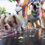 Rio Carnival street party dogs parade as humans protest against pet killers