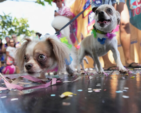 Dogs parade at Rio Carnival as their owners protest against animal cruelty