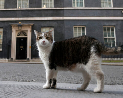 ‘First feline’ Larry marks 15 years as Britain’s political top cat