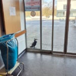 An injured seabird pecks at an emergency room door, prompting its own rescue