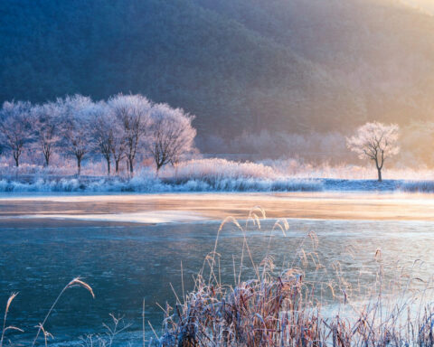 Warming winters are disrupting the hidden world of fungi – the result can shift mountain grasslands to scrub